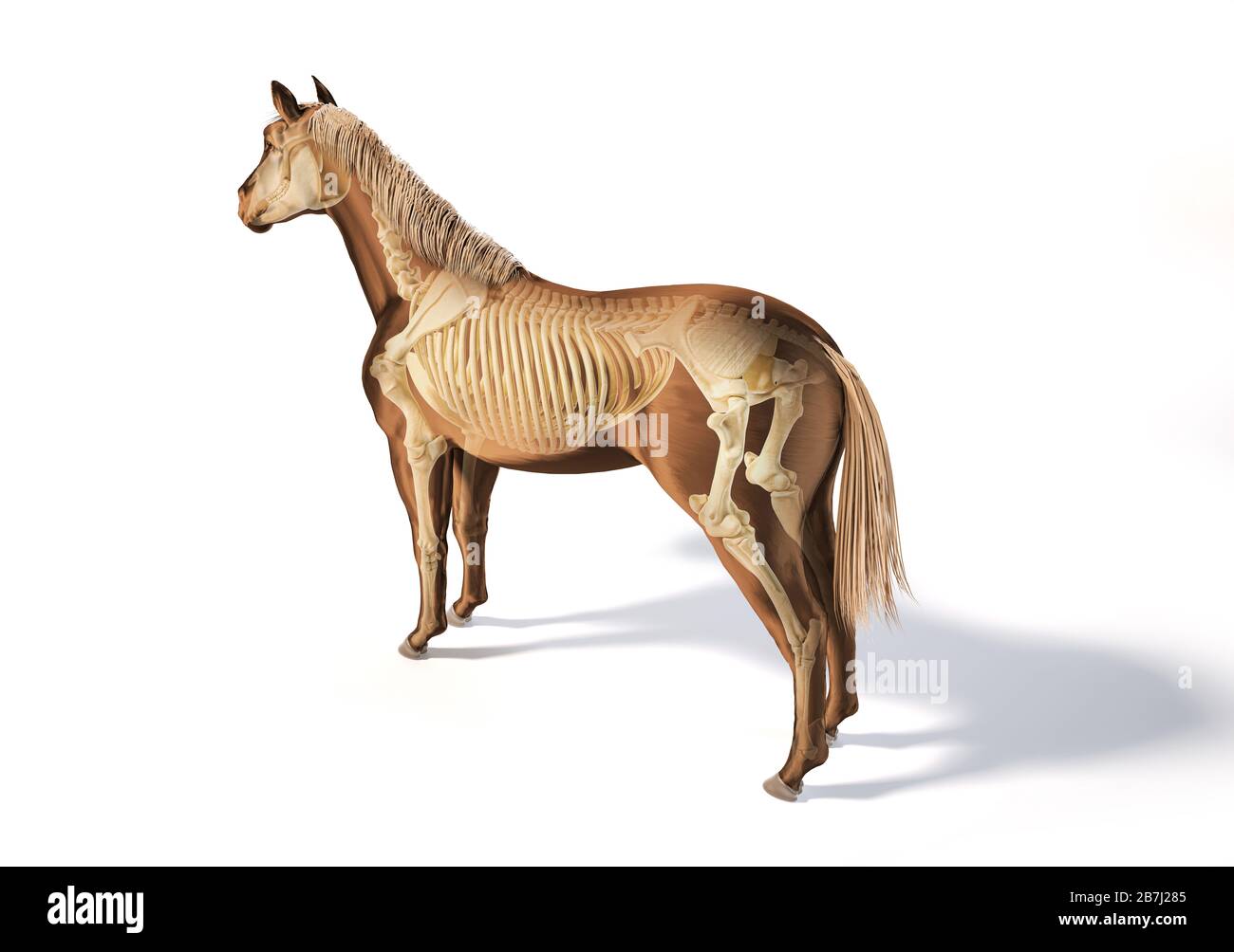 Anatomie du cheval. Système squelettique avec effet fantôme. Vue de perspective des yeux d'oiseaux sur fond blanc. Chemin d'écrêtage inclus. Banque D'Images