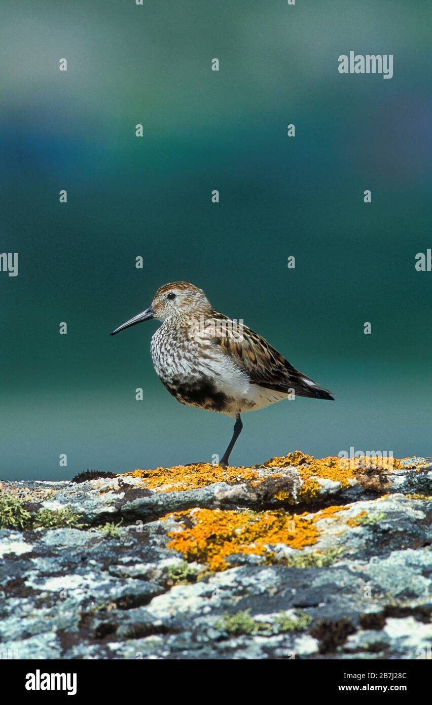 Dunlin, Calidris alpina, Écosse, Royaume-Uni, debout sur la roche mossy, le plumage d'été, wader Banque D'Images