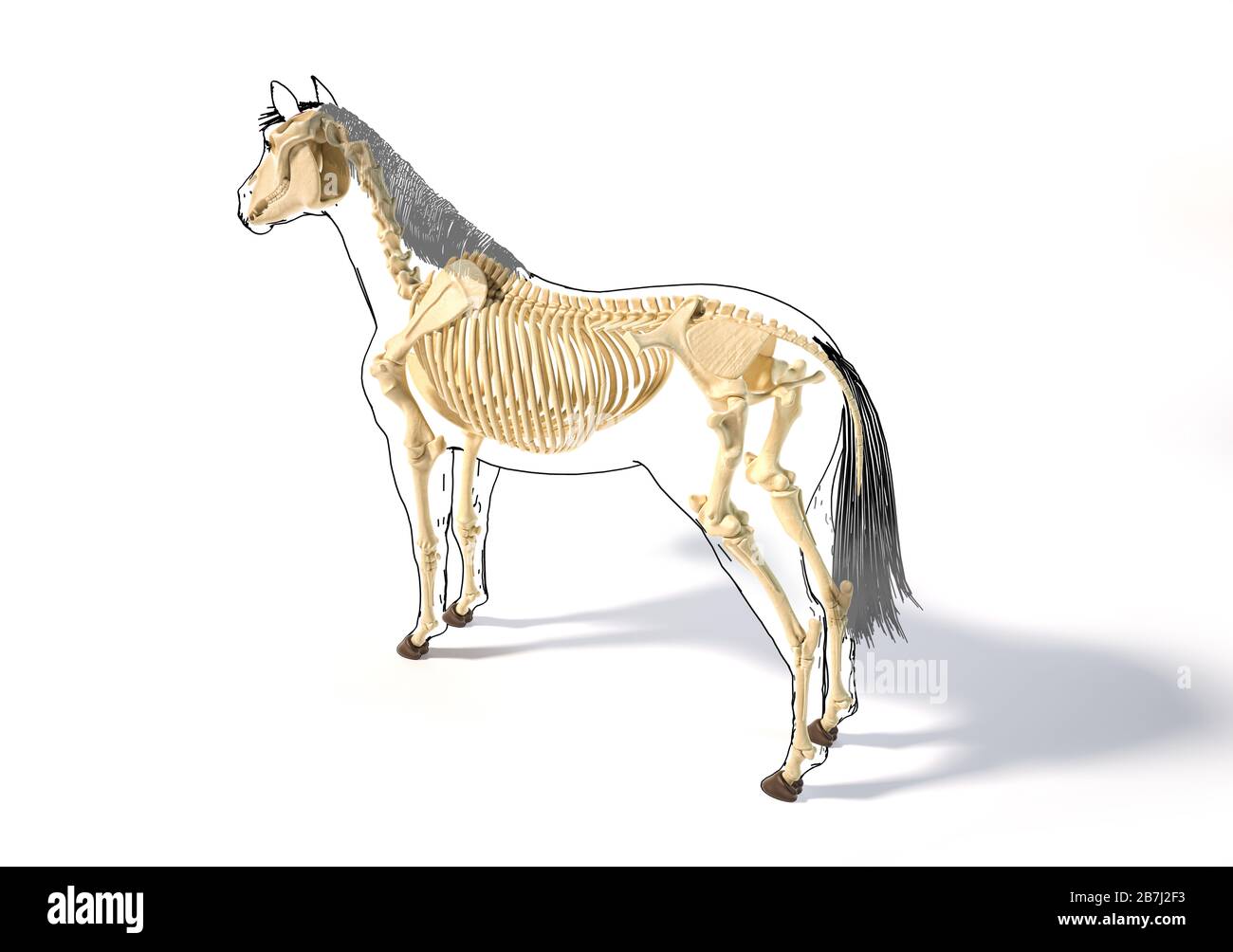 Anatomie du cheval. Système squelettique avec contour noir. Vue de perspective  des yeux d'oiseaux sur fond blanc. Chemin d'écrêtage inclus Photo Stock -  Alamy