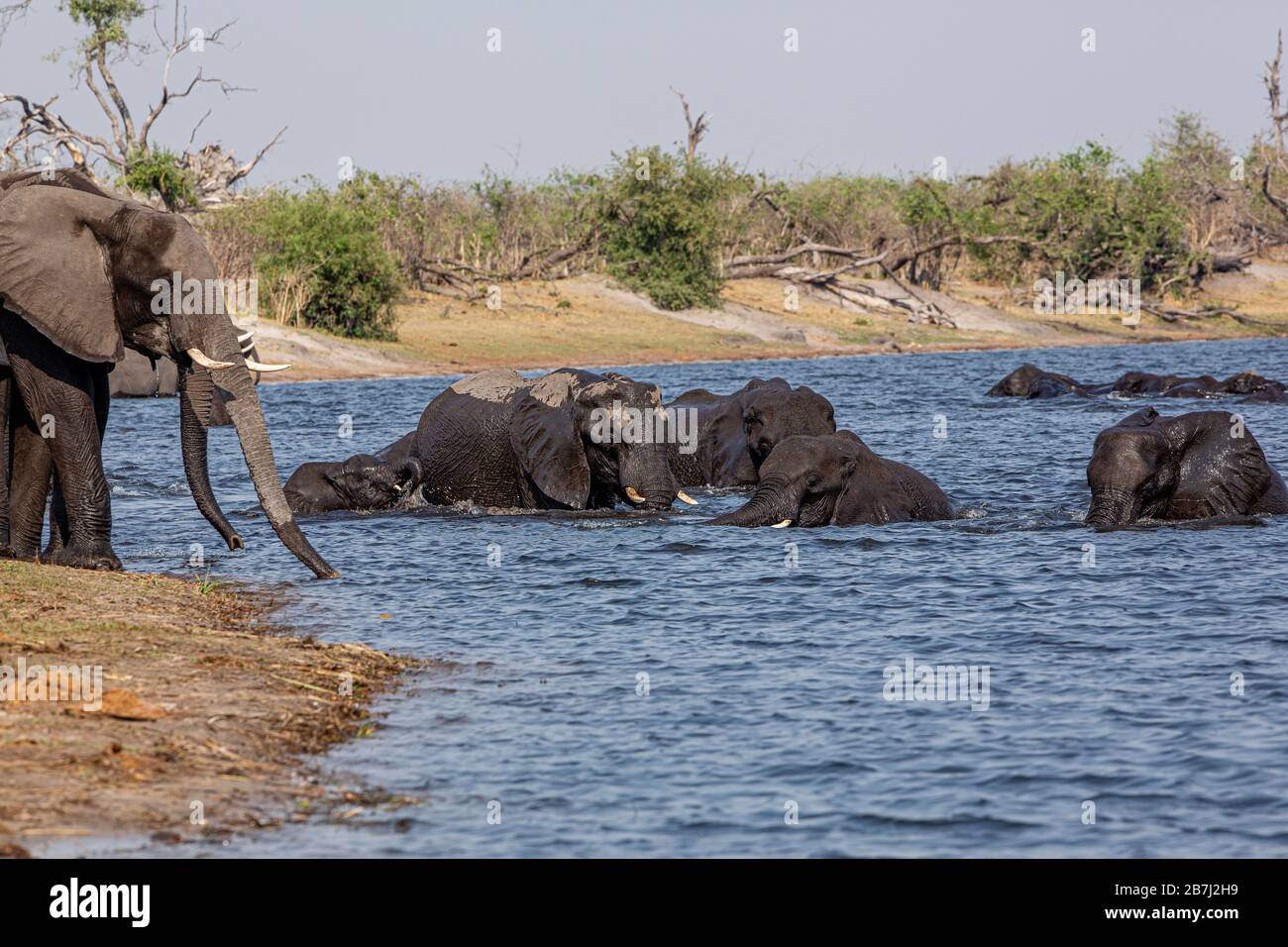 Éléphants du Strip de Caprivi - Bwabwata, Kwando, Mudumu National Park - Namibie Banque D'Images