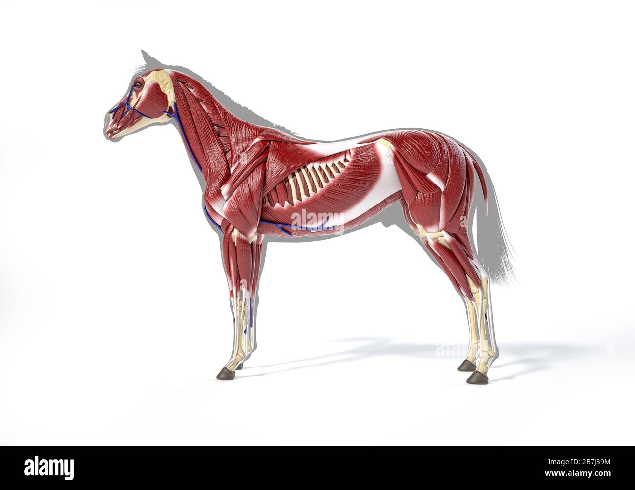 Anatomie du cheval. Système musculaire sur une silhouette grise. Vue latérale sur fond blanc. Chemin d'écrêtage inclus. Banque D'Images
