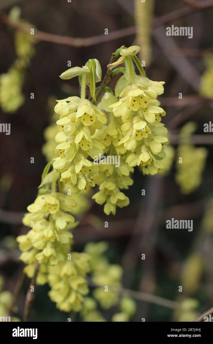 Les belles fleurs printanières très tôt de Corylopsis spicata, en gros plan. Un membre de la famille des sorcières hazel irit est originaire de l'Asie de l'est. Banque D'Images