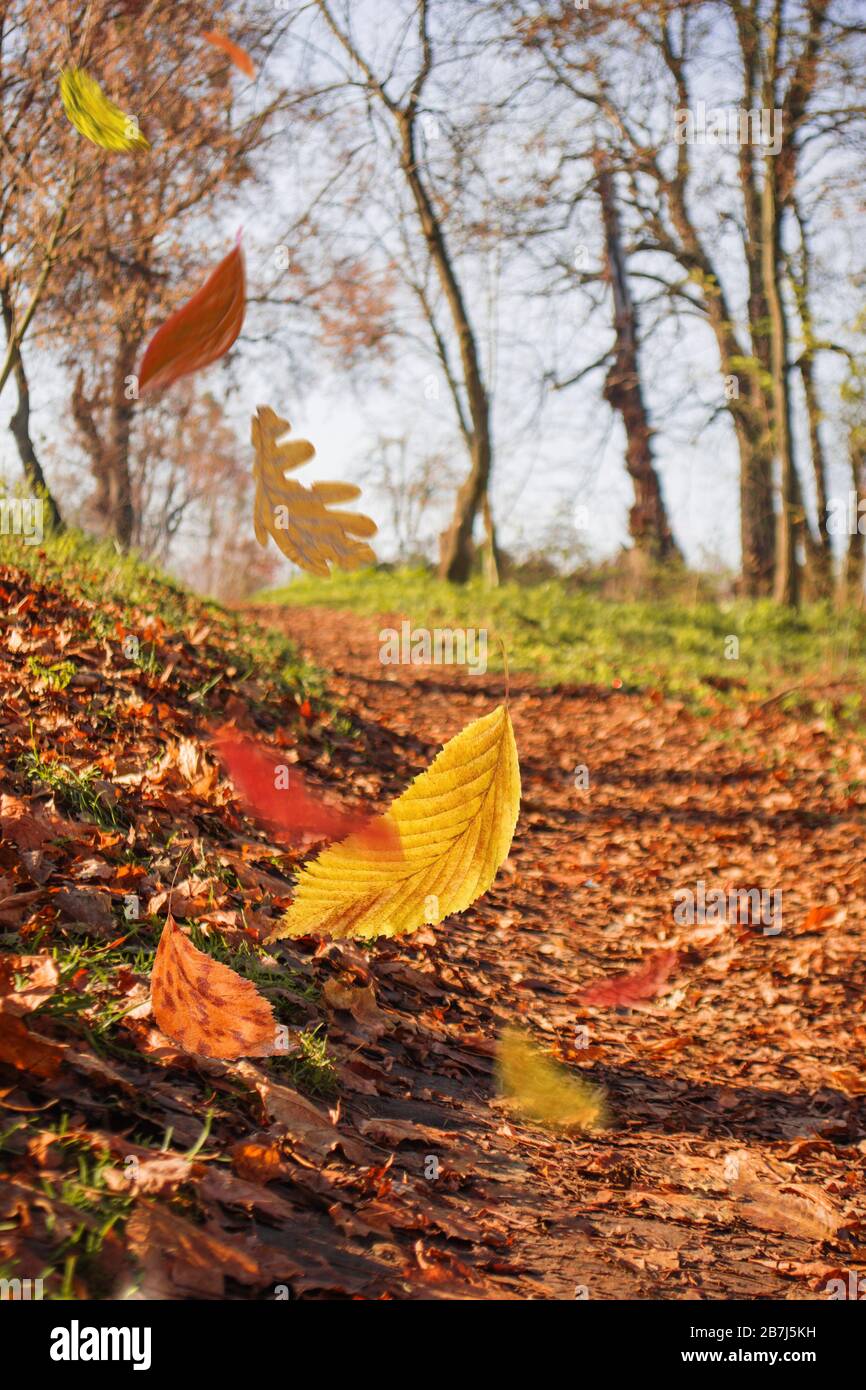 Cadre de bordure de feuilles d'automne tombant sur le paysage. Feuilles ensoleillées de saison d'automne Banque D'Images