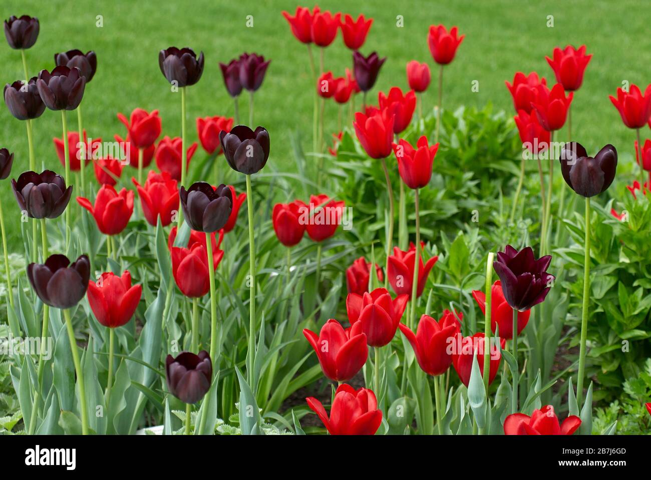 Des arrangements de tulipes en fleurs éclatante Banque D'Images