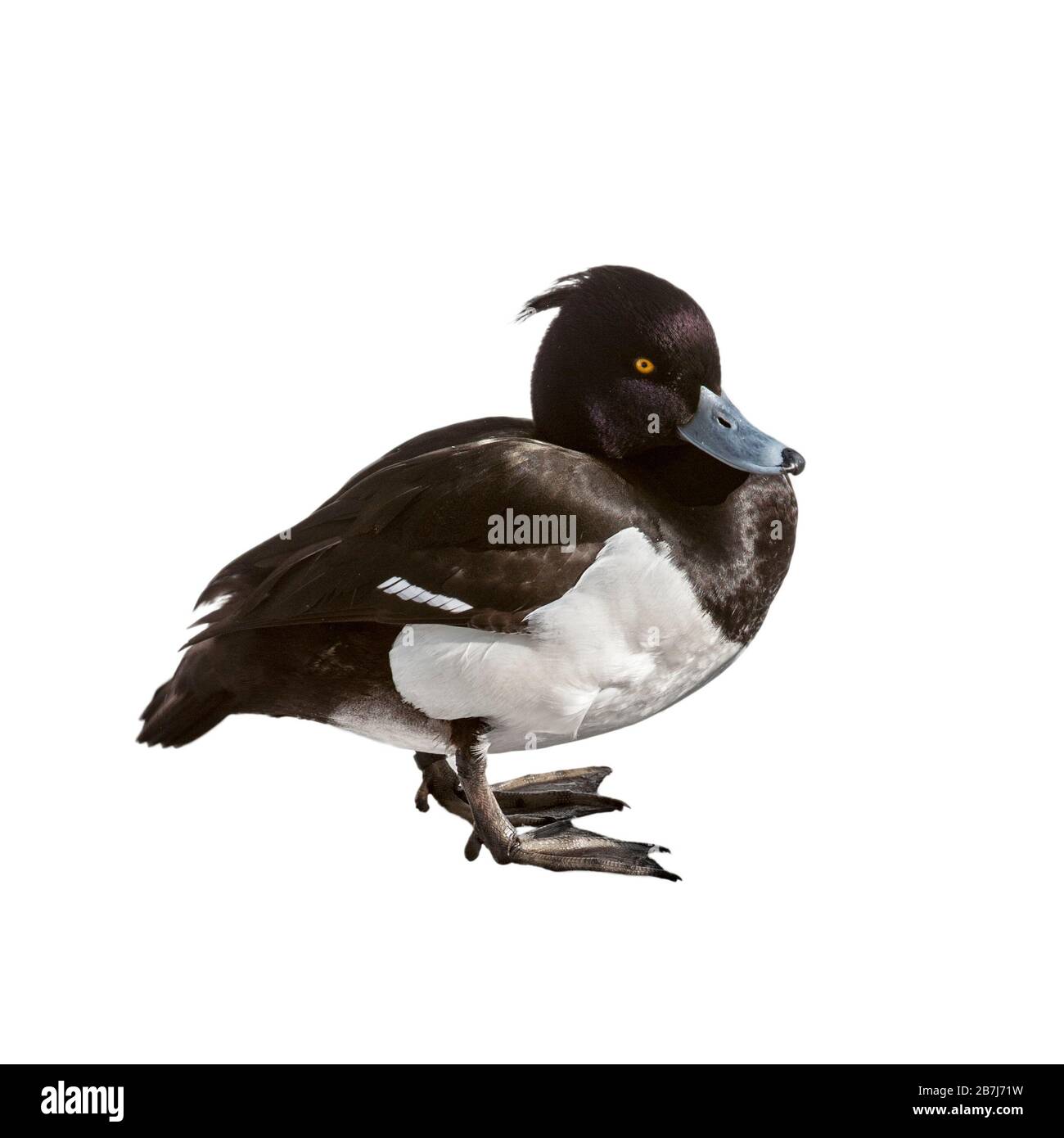 Canard touffé (Aythya fuligula) mâle sur fond blanc Banque D'Images