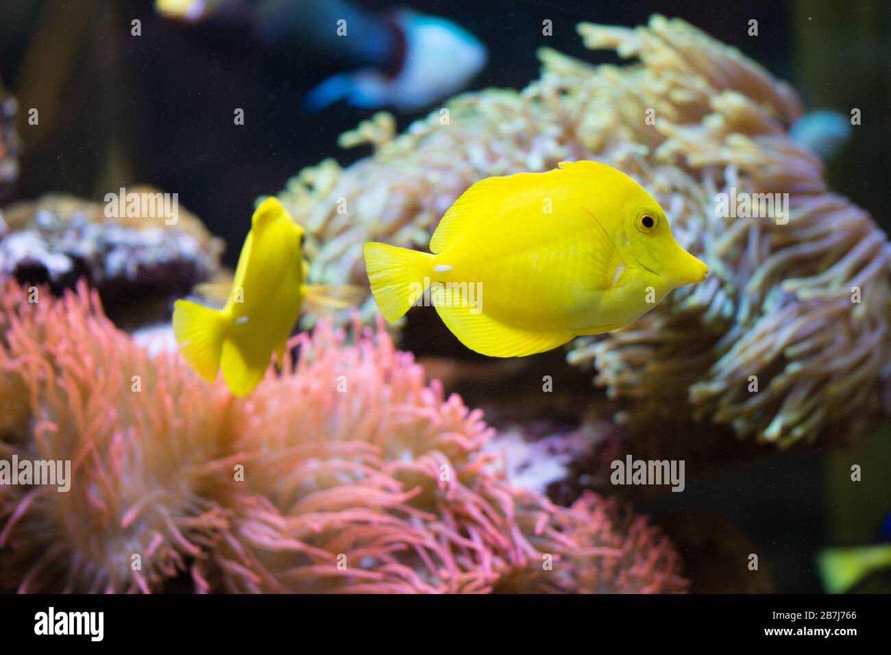 Le tang jaune (Zebrasoma flavescens), poisson d'aquarium jaune d'eau salée de la famille des Acanthuridae. Banque D'Images