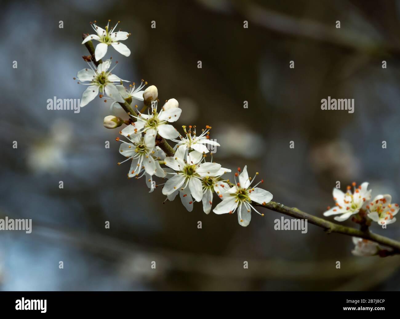 Gros plan de jolies fleurs blanches sur une branche d'argousier noir, Prunus spinosa Banque D'Images