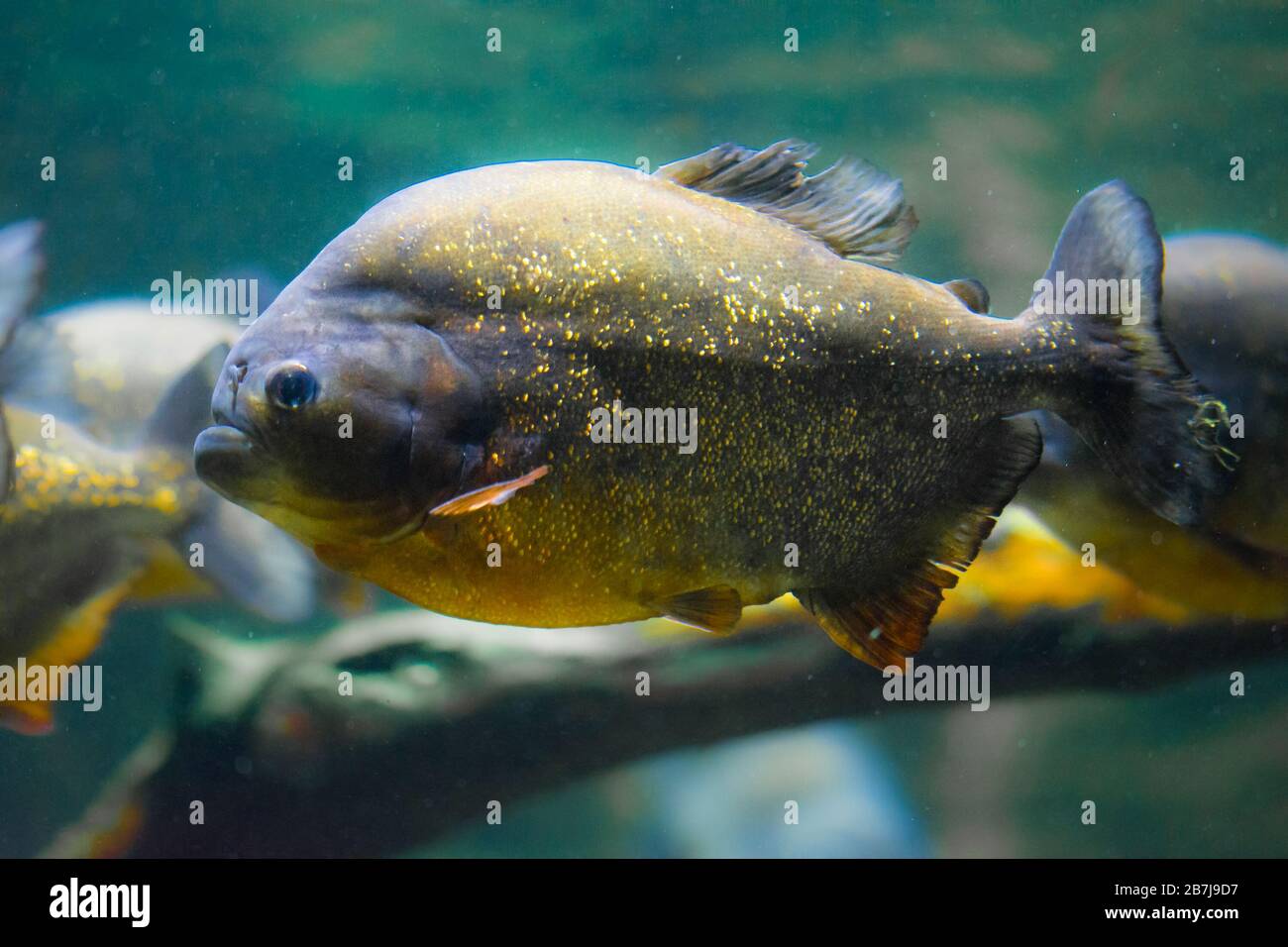 Le piranha à ventre rouge, le piranha rouge (Pygocentrus natereri) Banque D'Images