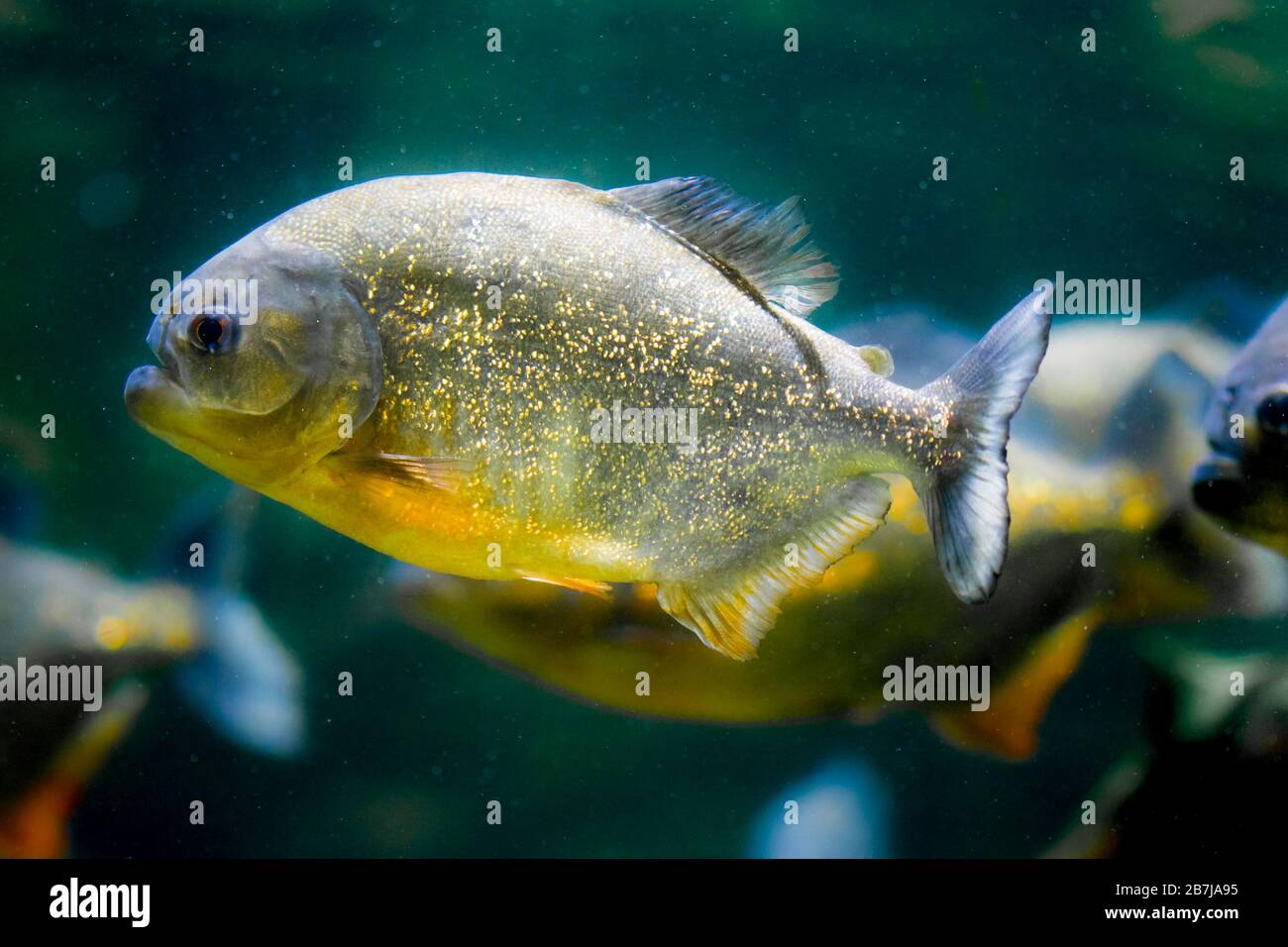 Le piranha à ventre rouge, le piranha rouge (Pygocentrus natereri) Banque D'Images