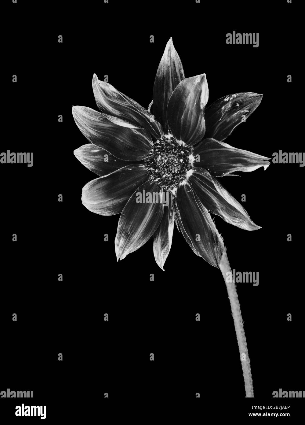 Plantes. Fleur. Studio proche de Dahlia floraison en négatif. Banque D'Images