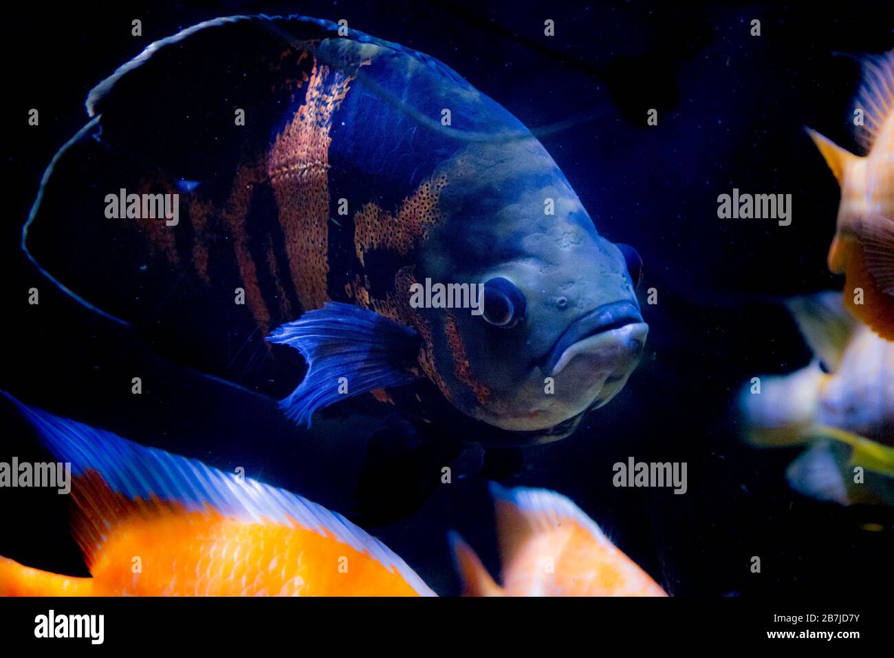 Poissons d'aquarium d'eau douce, l'oscar (Astronotus ocellatus) Banque D'Images