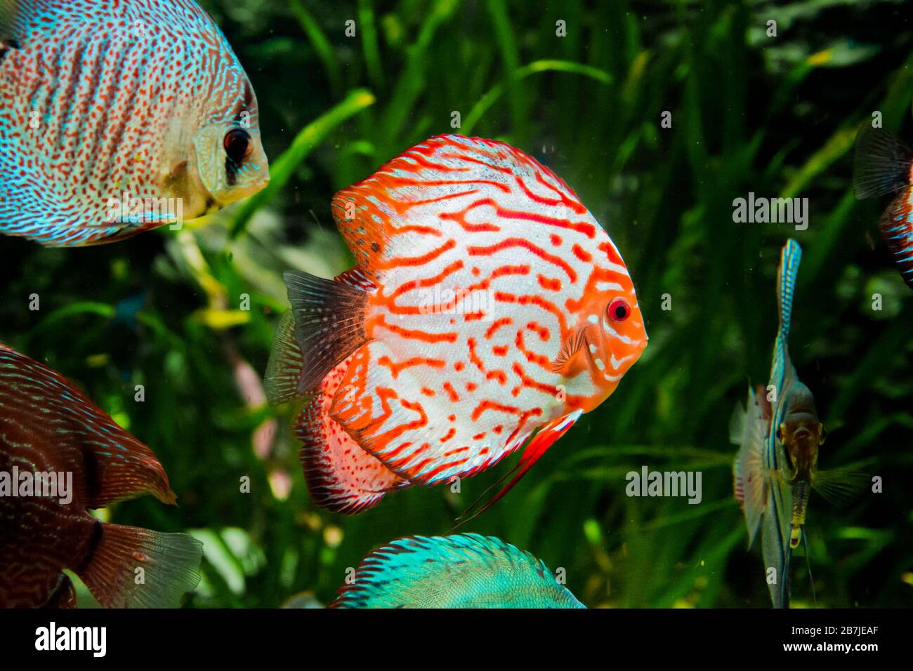 discus poisson dans l'aquarium, poisson tropical. Symphysodon discus de la rivière Amazone. Diamant bleu, peau de serpent, turquoise rouge et bien plus encore Banque D'Images