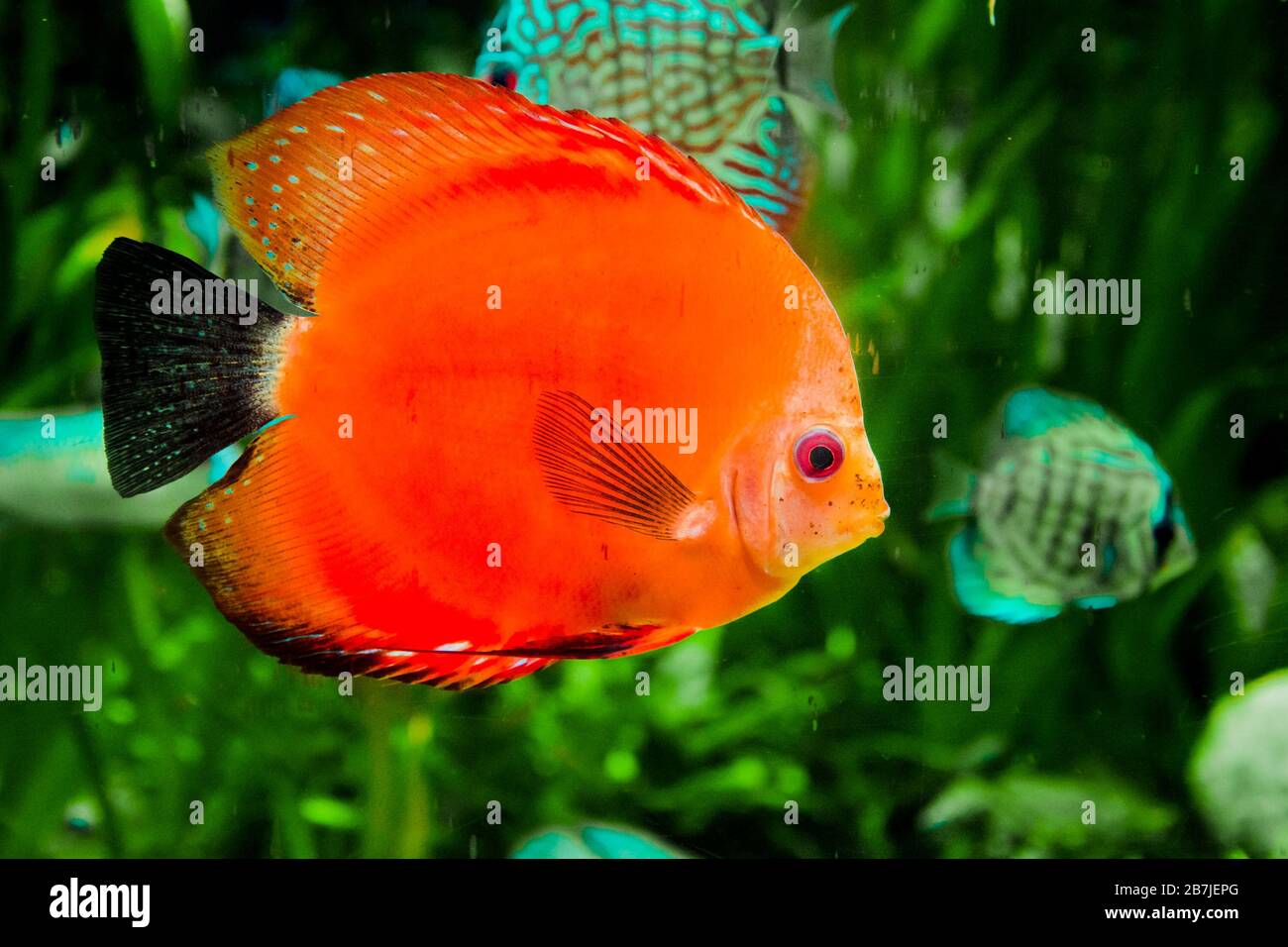 discus poisson dans l'aquarium, poisson tropical. Symphysodon discus de la rivière Amazone. Diamant bleu, peau de serpent, turquoise rouge et bien plus encore Banque D'Images