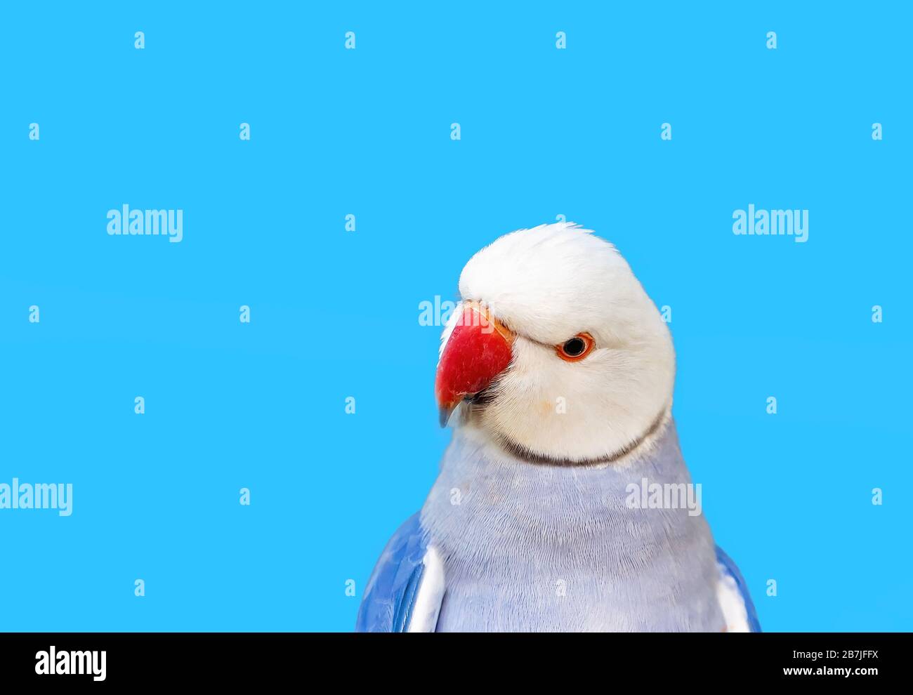 Gros plan d'un perroquet bleu à col annulaire isolé sur son arrière-plan Banque D'Images