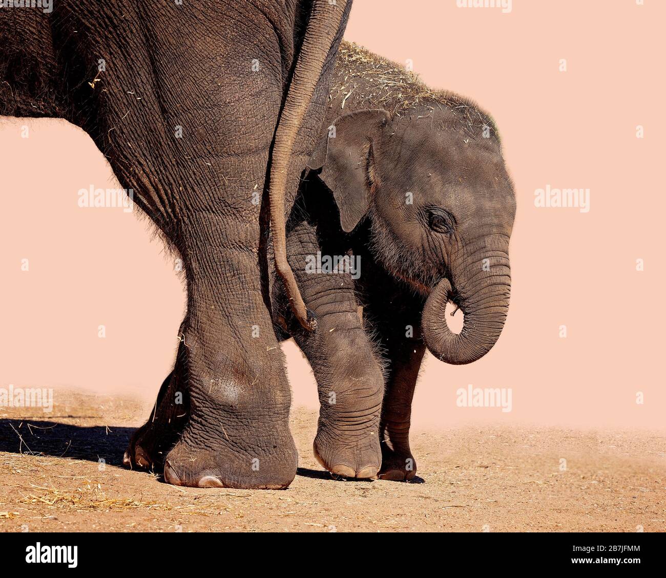 Un bébé éléphant se cachant derrière ses mères hind les jambes, isolé sur un fond Uni Banque D'Images