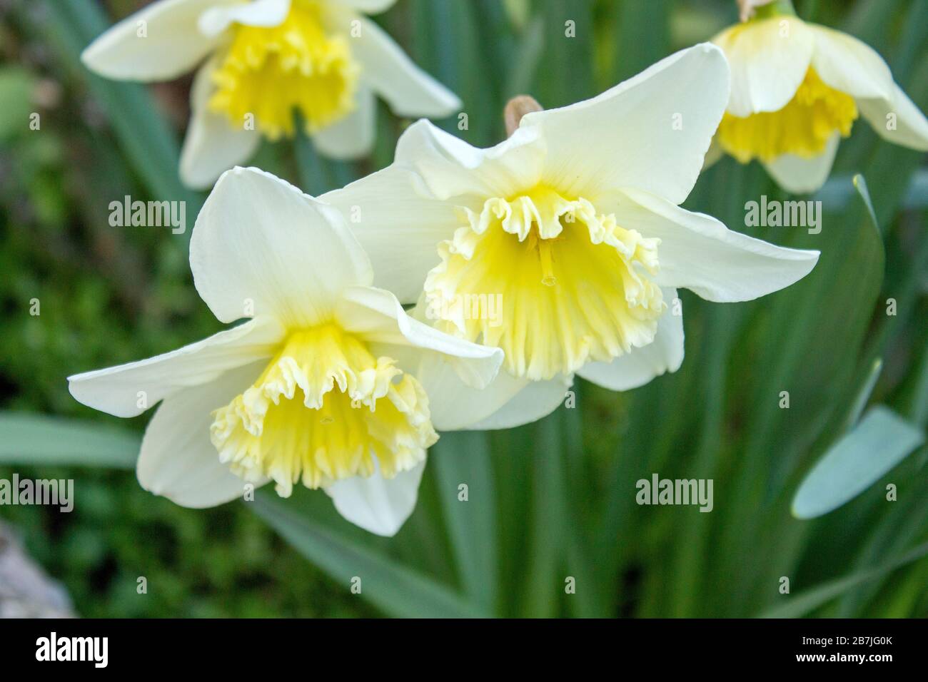 Le daffodil jaune-blanc, également connu sous le nom de Lily prêtée, est la plante la plus connue du genre de daffodil au sein de la famille des maryllis. Banque D'Images