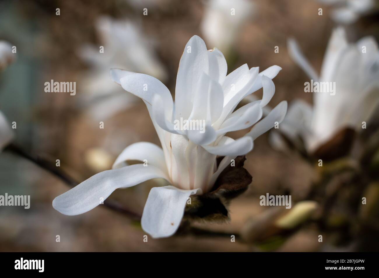 Belles gros plans de fleurs d'étoiles blanches magnolia au printemps du mois de mars. Banque D'Images