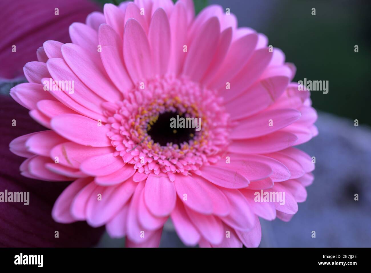 Gerber daisy rose Banque D'Images