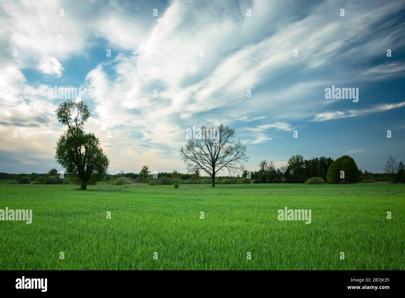 Terres agricoles vertes, arbres à l'horizon et nuages frais sur le ciel, vue rurale printanière Banque D'Images