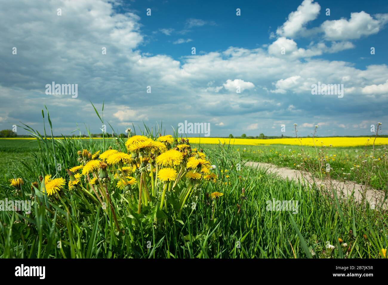 Fleurs de pissenlit jaune qui poussent au premier plan, champs et nuages lumineux sur le ciel bleu Banque D'Images