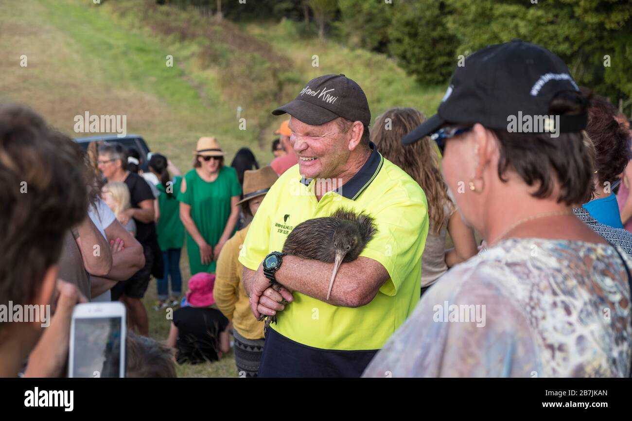 Le représentant de 'Kiwi arrière-cour' avec Kiwi est équipé d'un appareil surveillé par radio lors de la sortie locale de kiwi, dans la baie de Parua, près de Whangarei, dans l'île du Nord, en Nouvelle-Zélande Banque D'Images