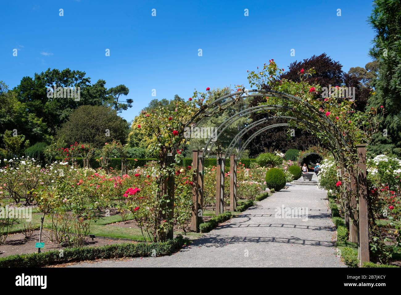 Jardins botaniques de Christchurch roseraie Garden Arbor, Christchurch, région de Canterbury, île du Sud, Nouvelle-Zélande Banque D'Images