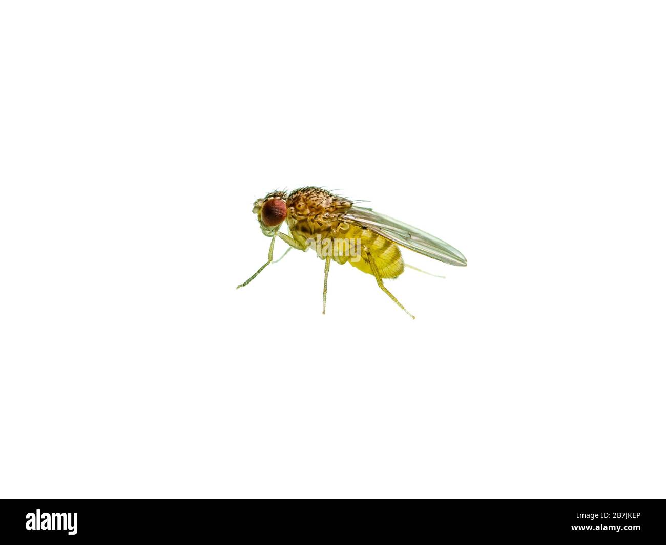 Drosophila fruit Fly Diptera parasite insecte isolé sur fond blanc Banque D'Images