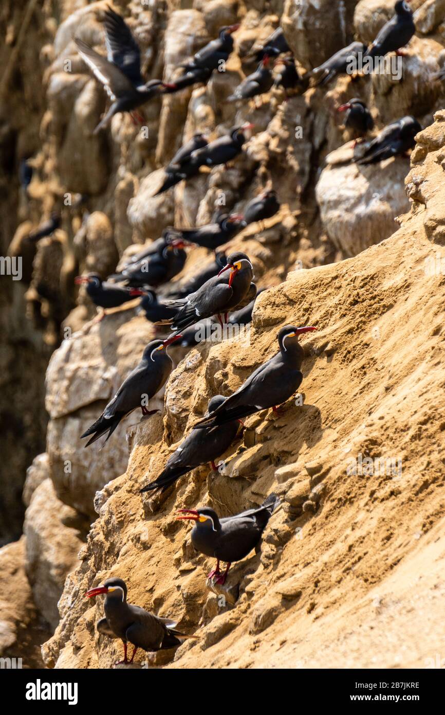 Réserve nationale de Paracas, Inca tern (Larosterna inca) , ICA, Pérou. Banque D'Images