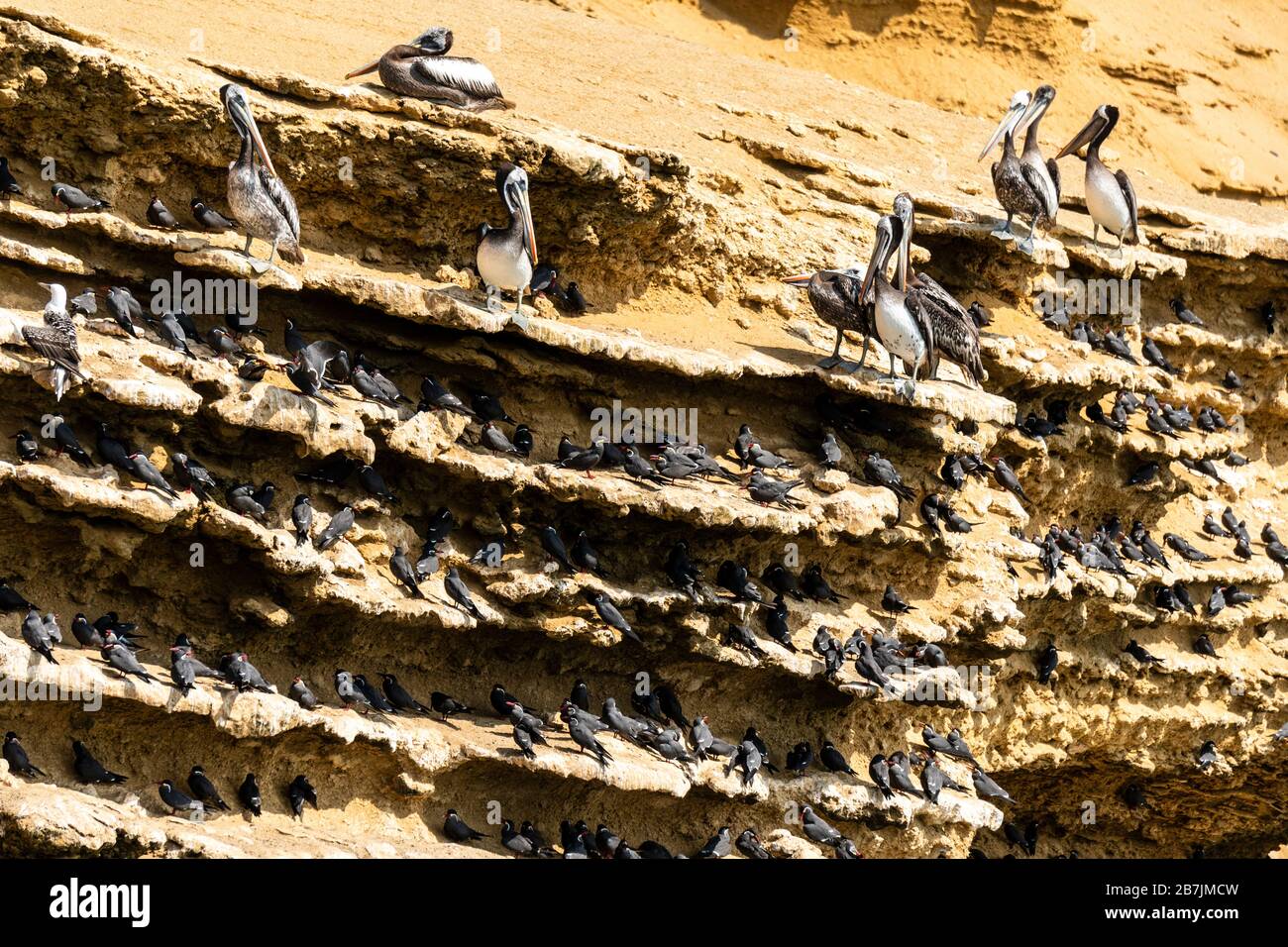 Réserve nationale de Paracas, pélicans péruviens (pécanus thagus) et Inca tern (Larosterna inca), ICA, Pérou. Banque D'Images