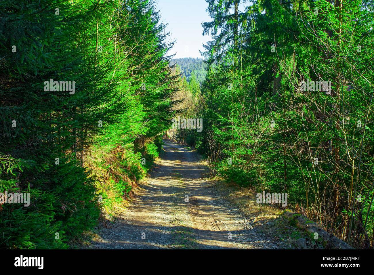 route en forêt, paysage de montagne Banque D'Images