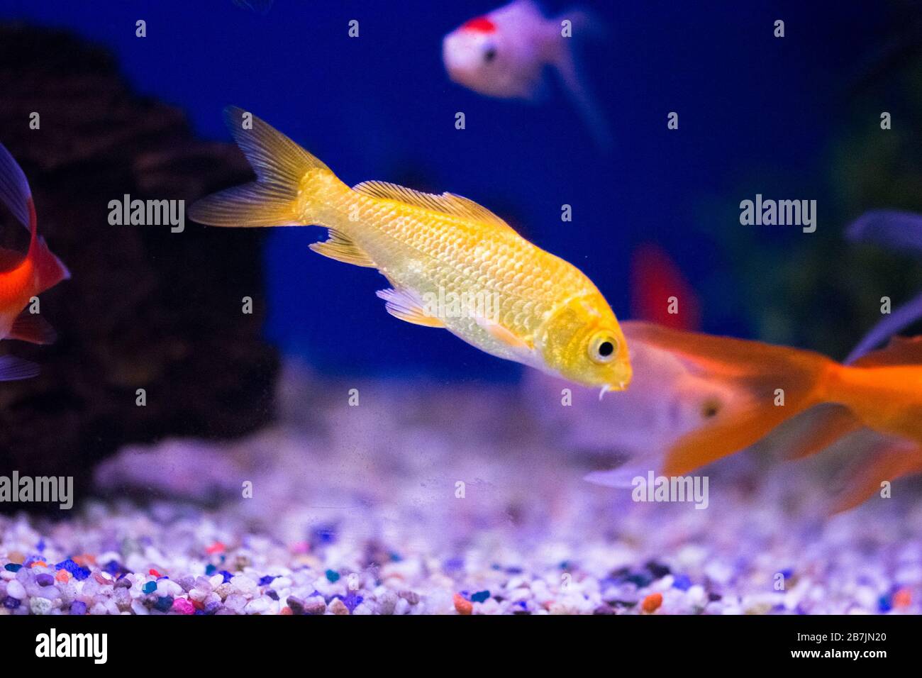Poisson rouge dans l'aquarium - carassius auratus Banque D'Images
