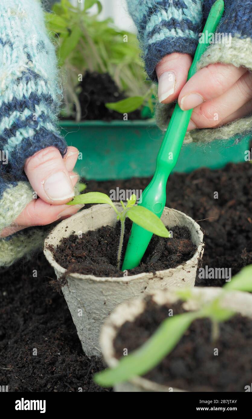 Solanum lycopersicum. Enrober les semis de tomates piqués en maintenant doucement la pointe des feuilles pour éviter les dommages à la tige. Banque D'Images