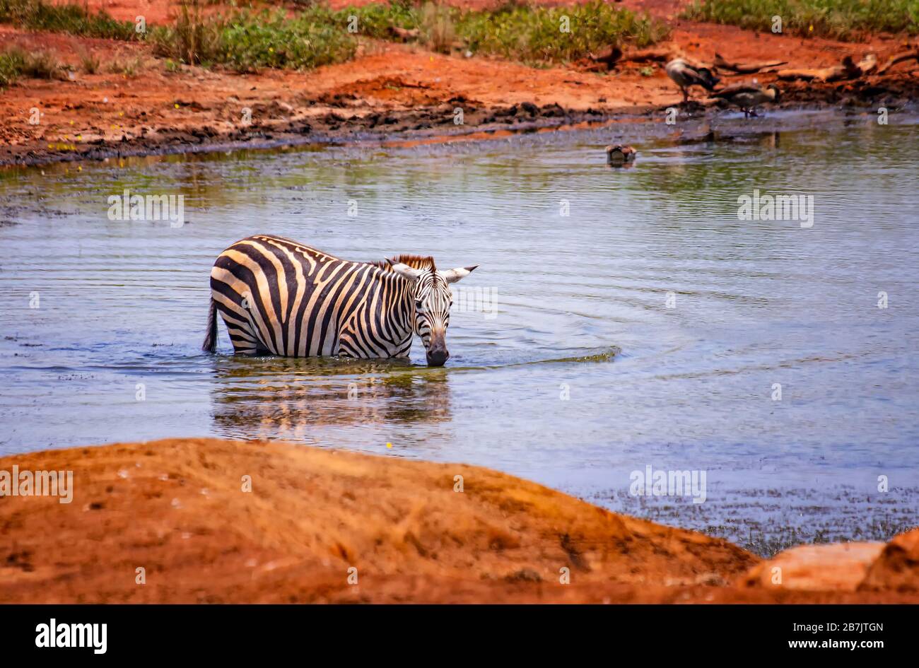 Zèbre de Grevy debout dans l'eau dans un lac. Baignez, rafraîchissez et buvez. C'est une photo de la faune sauvage en Afrique, au Kenya, dans le parc national de Tsavo East. C'est un baut Banque D'Images