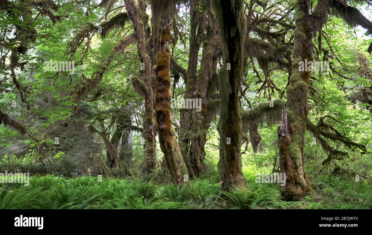des érables à feuilles de bigleaf se trouvant dans la salle de sentier de mousses de la forêt tropicale de hoh Banque D'Images