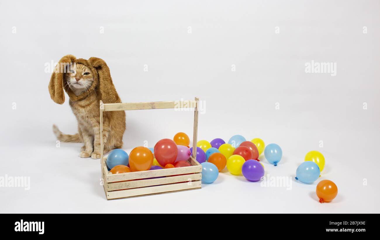 Œufs de Pâques. Bonne carte de pâques. Œufs de Pâques multicolores et lapin. Œufs de Pâques sur fond clair. Salutations de Pâques. Joyeuses pâques. Chat de lapin. B Banque D'Images