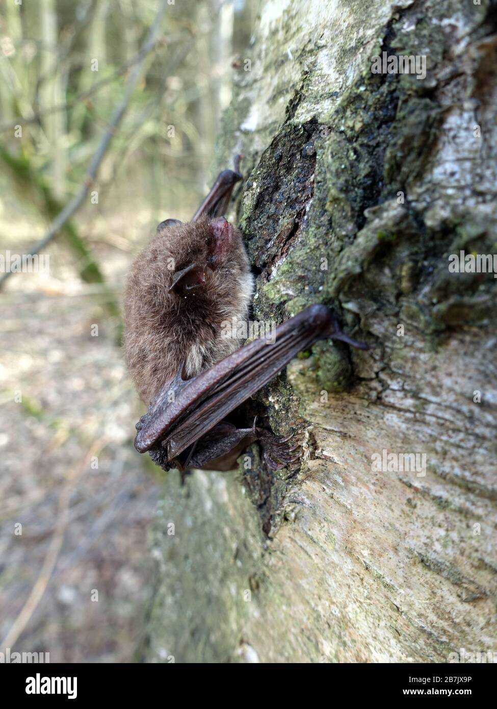 Wasserfledermaus (Myotis daubentonii) an der Steinbachtalsperre Hat sich an einen Birkenstamm geklammert, Euskirchen-Kirchheim, Nordrhein-Westfalen, D Banque D'Images