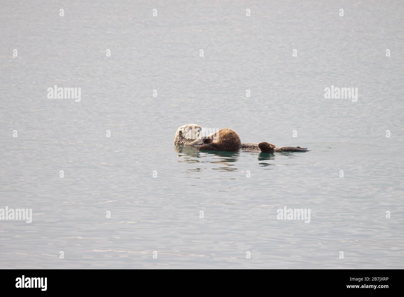 Mère et bébé loutre de mer à Morro Bay, Californie ; mignon bébé dormir sur  la loutre mère flottant dans l'eau Photo Stock - Alamy
