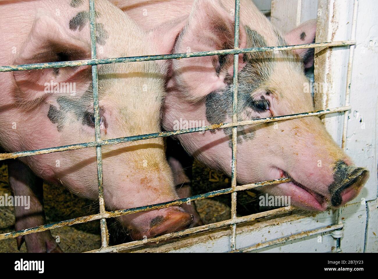 paire de cochons dans le stylo de cochon Photo Stock - Alamy