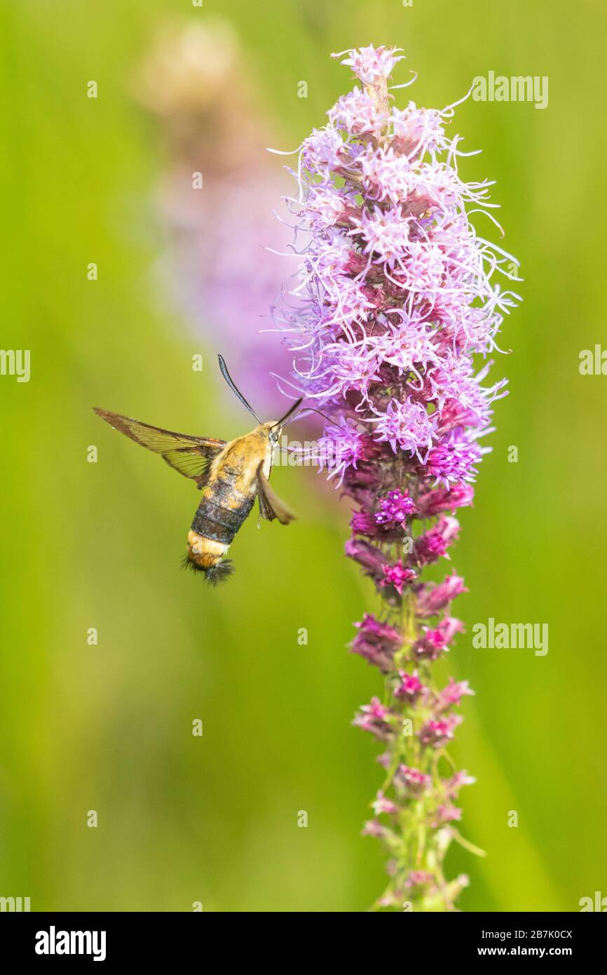 04005-00503 la Clearwing des Snowberry (Hemaris diffinis) sur le Prairie Blazing Star (Liatris pycnostachya) Marion Co. Marion Co. Il Banque D'Images