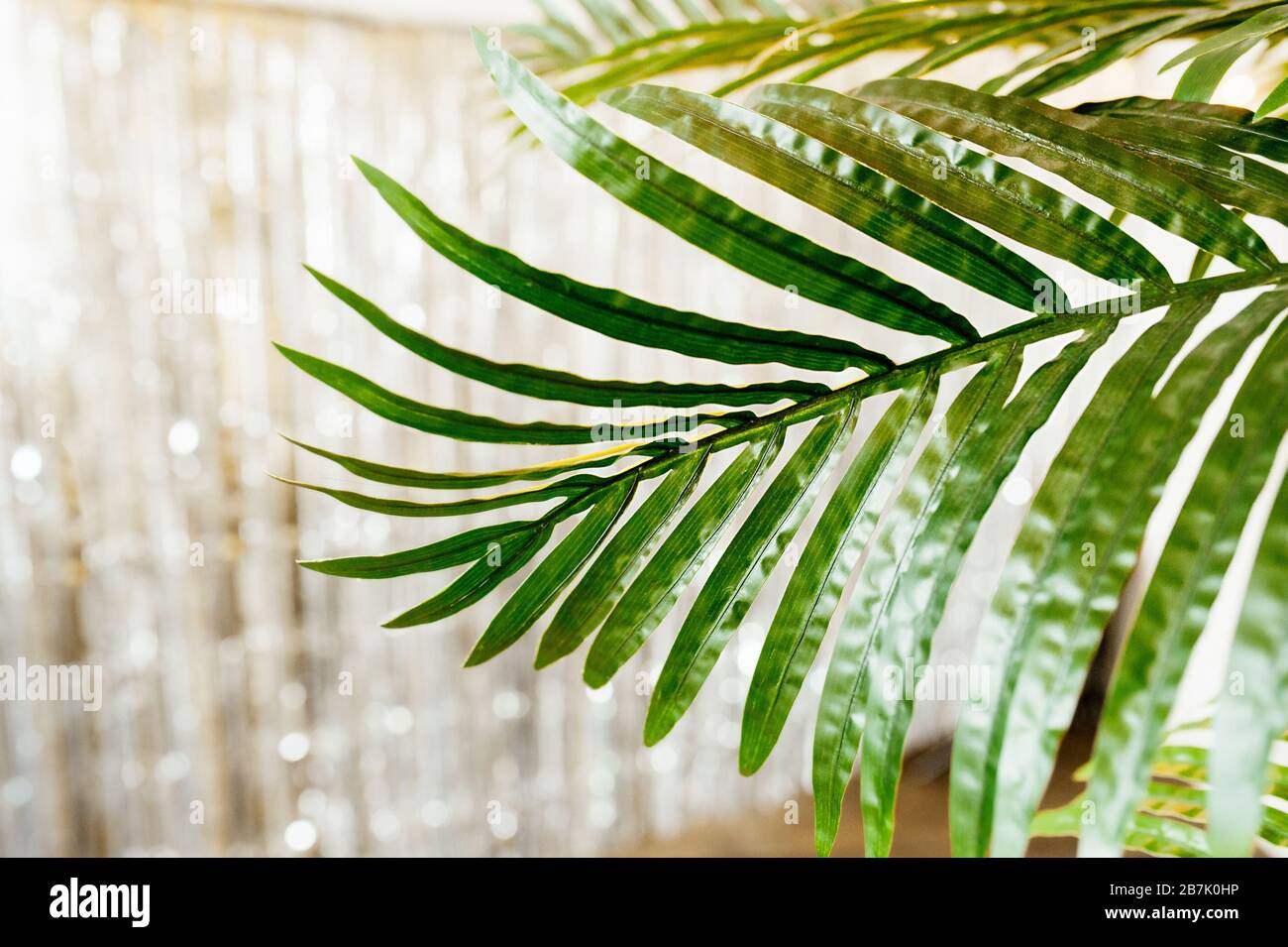 Une grande feuille verte fraîche d'un palmier cultivé à la maison sur l'arrière-plan d'un mur brillant décor avec des guirlandes et bokeh. Banque D'Images