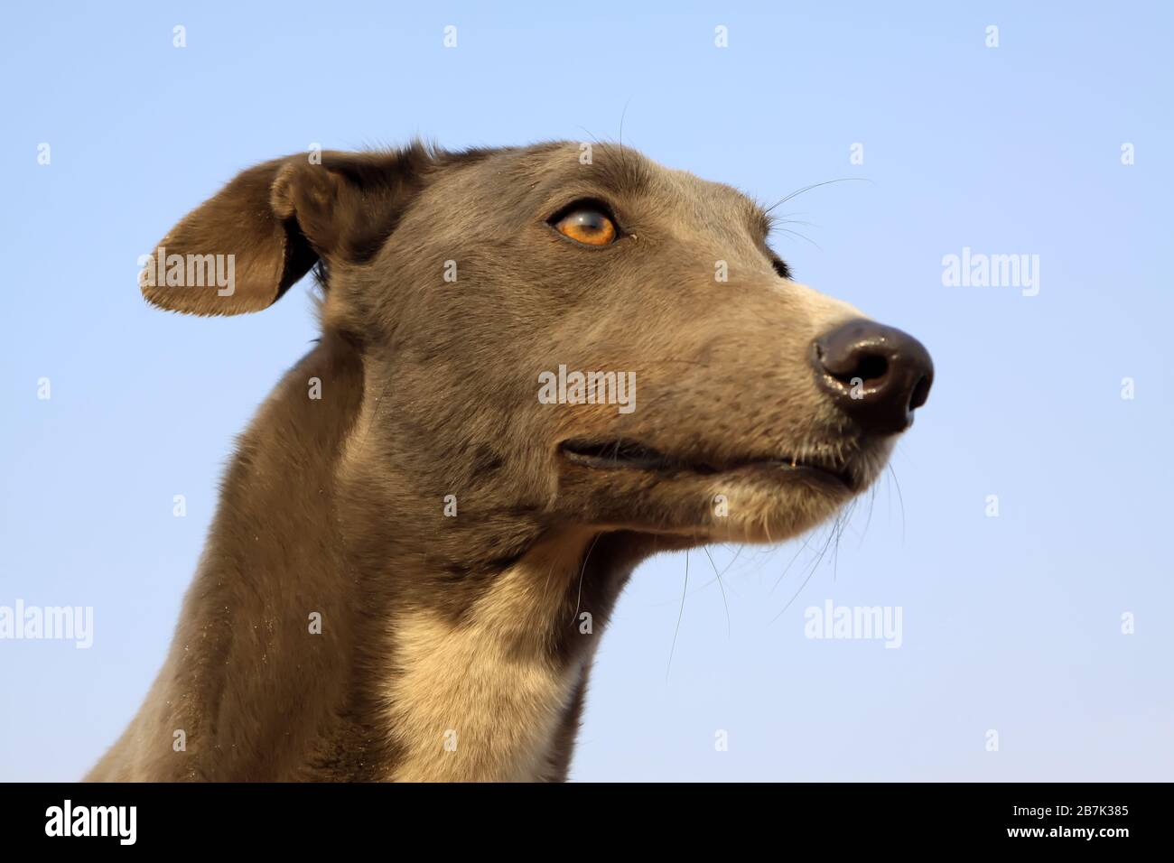 tête d'un chien sur le fond bleu du ciel Banque D'Images