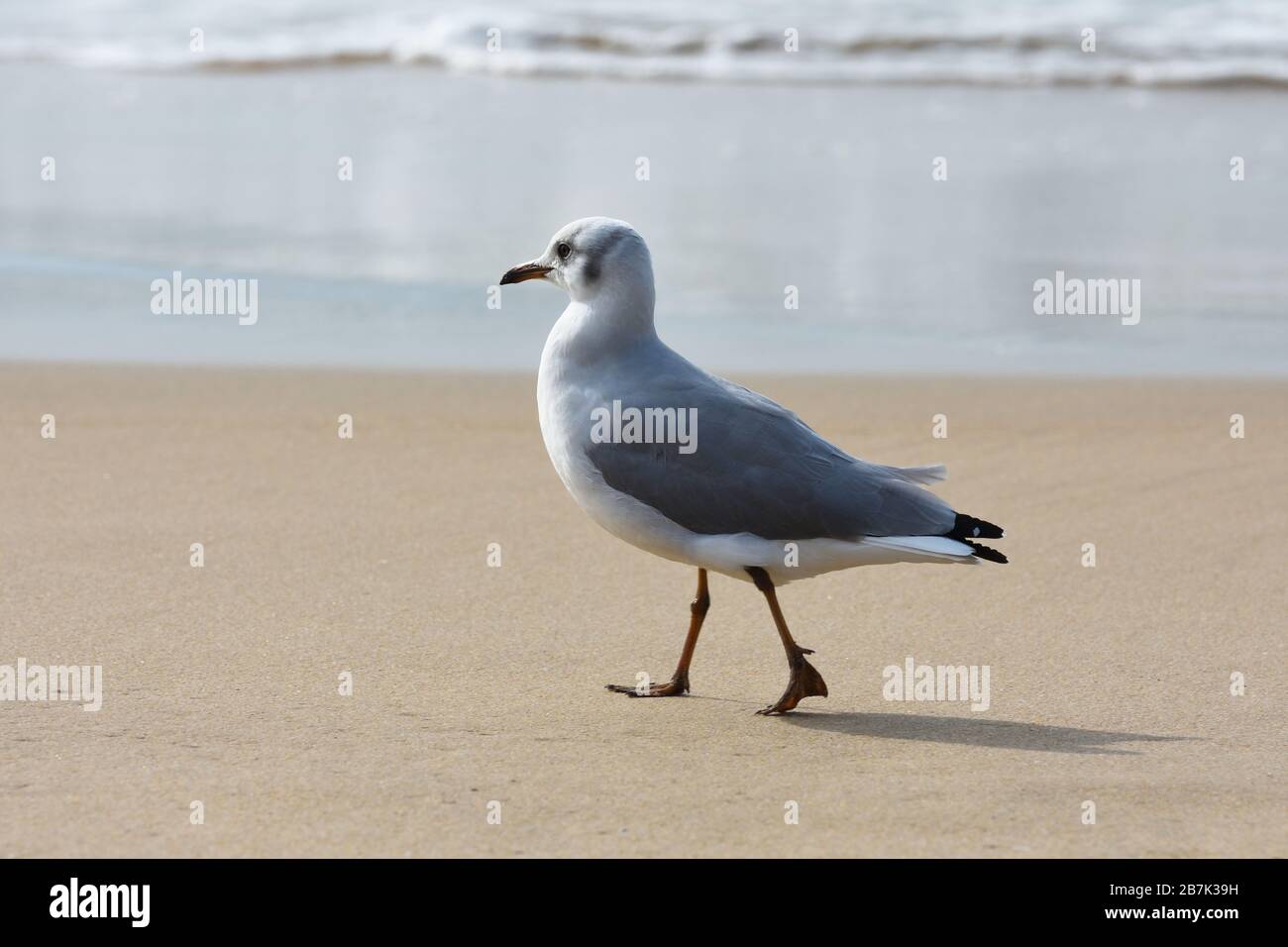Gull à tête grise, promenade à la mouette sur la plage (Larus cirrocephalus) Banque D'Images