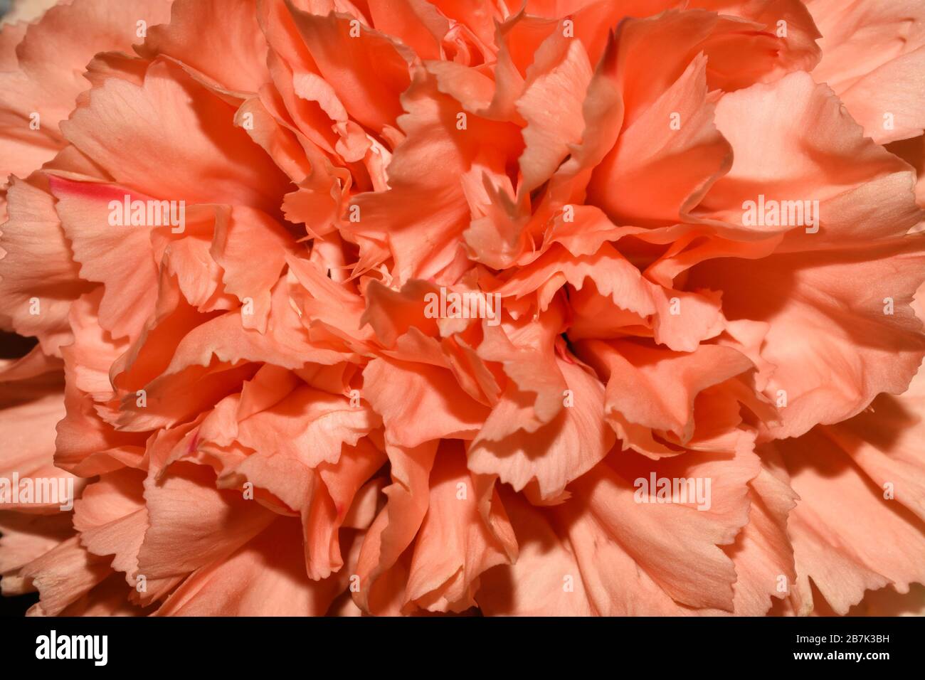 Cadre fleur de fleur de carnation rose (Dianthus caryophyllus) Banque D'Images