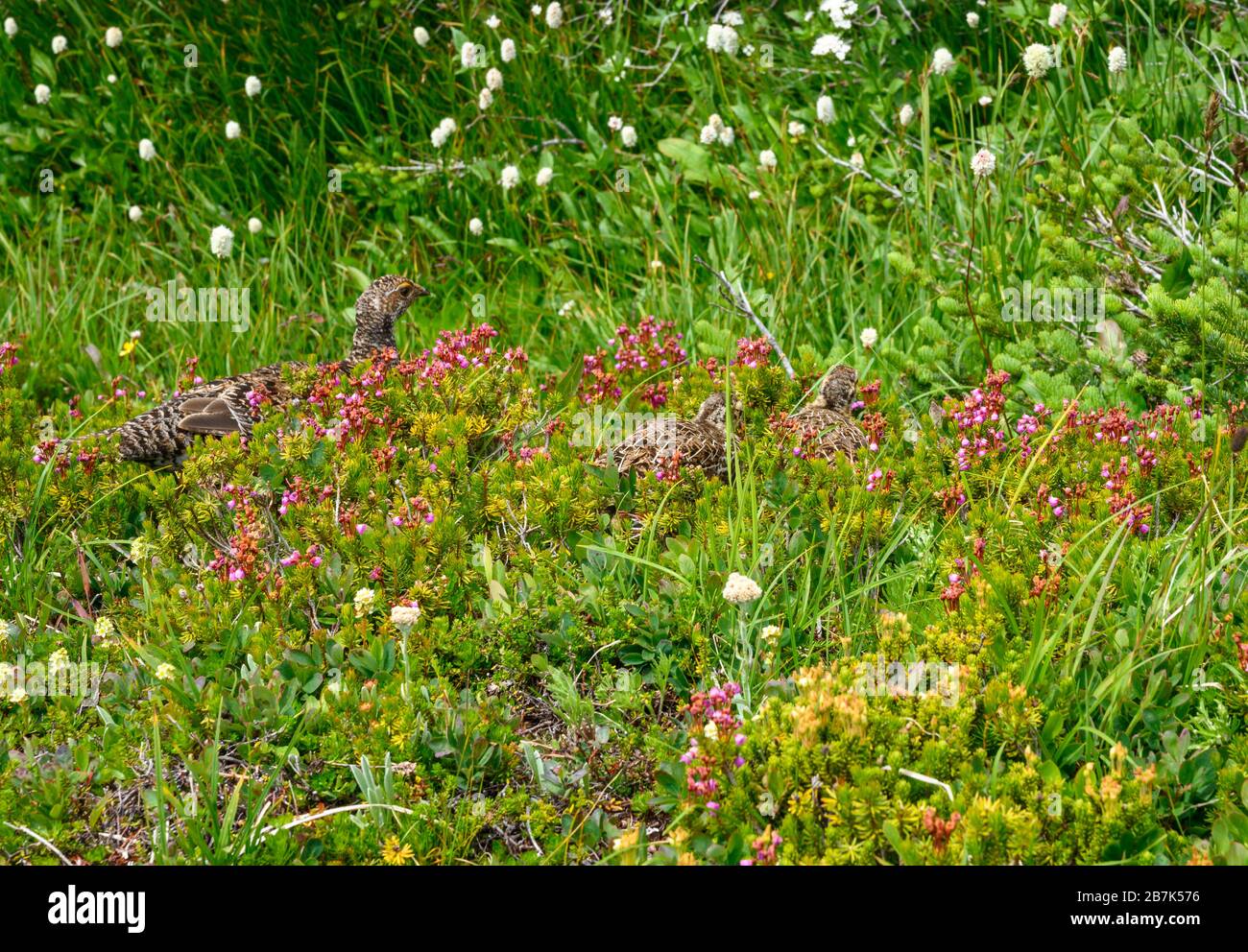 Montagne Heather avec Grouse marchant à travers Banque D'Images