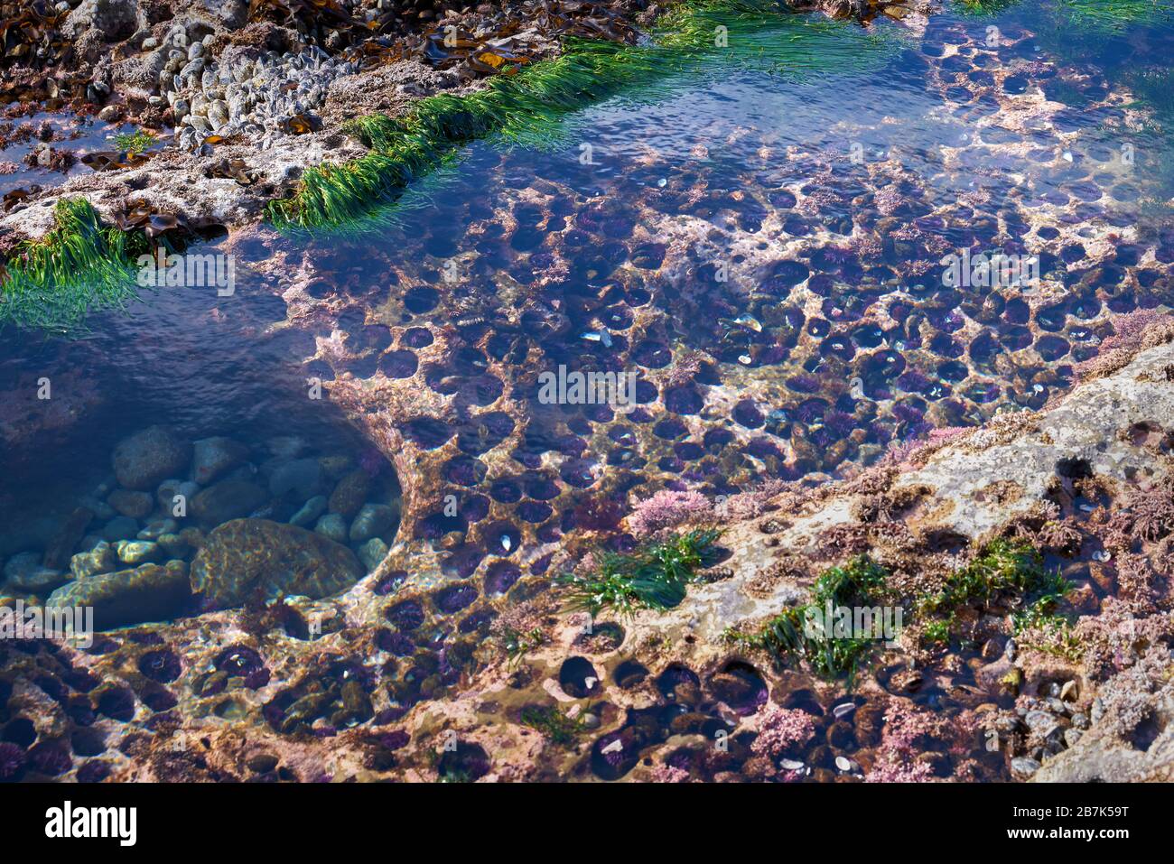 Oursins de la piscine des marées. Bassins de tidéols avec oursins violettes à Botanical Beach près de Port Renfrew BC. Banque D'Images