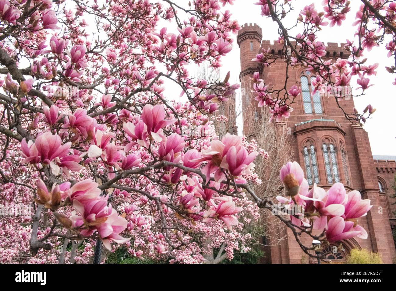 WASHINGTON DC — les magnolias de soucoupe fleurissent dans le jardin Enid A. Haupt, avec le château Smithsonian visible en arrière-plan. Ces arbres à floraison précoce dans le jardin de style victorien fleurissent généralement plusieurs semaines avant la principale saison de floraison des cerisiers de la ville. Le jardin offre l'une des premières expositions florales du printemps sur le National Mall. Banque D'Images
