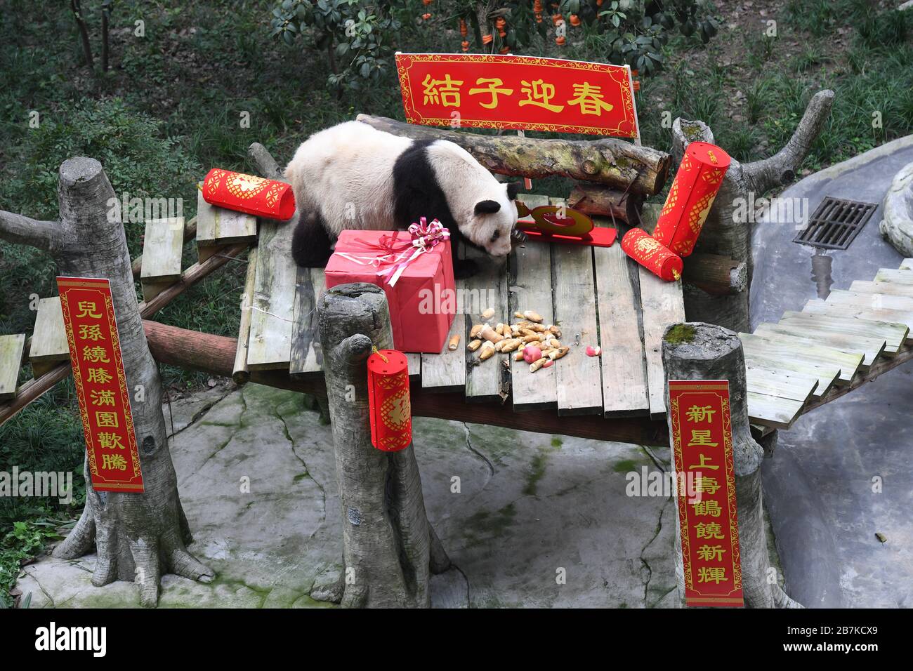 Xinxing, le panda géant de la plus longue vie né en 1982, célèbre son 37ème anniversaire au zoo de Chongqing, Chongqing, Chine, 21 janvier 2020. *** Loc Banque D'Images