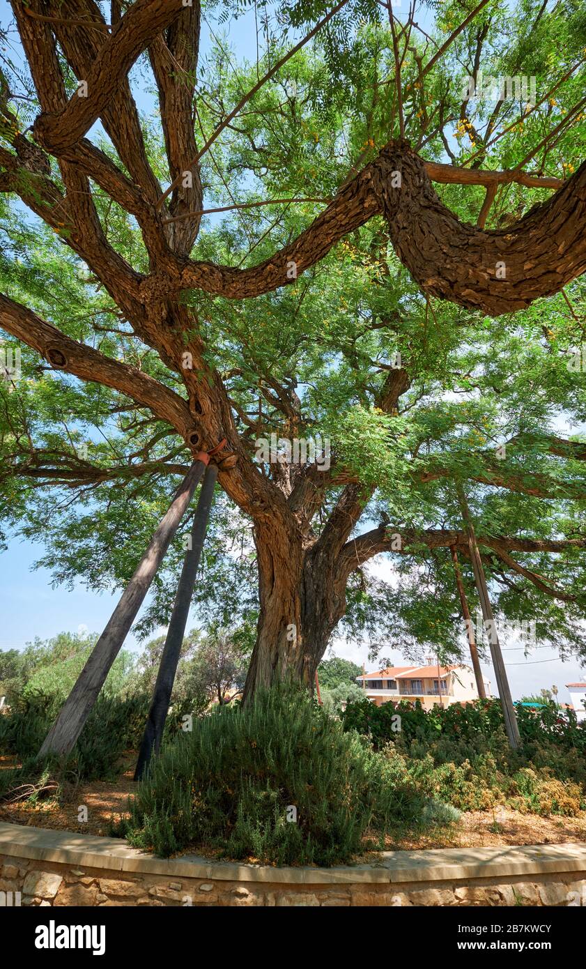 L'immense arbre de bois de rose Tipuana tipu, qui s'est construit au château de Kolossi. Kolossi. District de Limassol. Chypre Banque D'Images