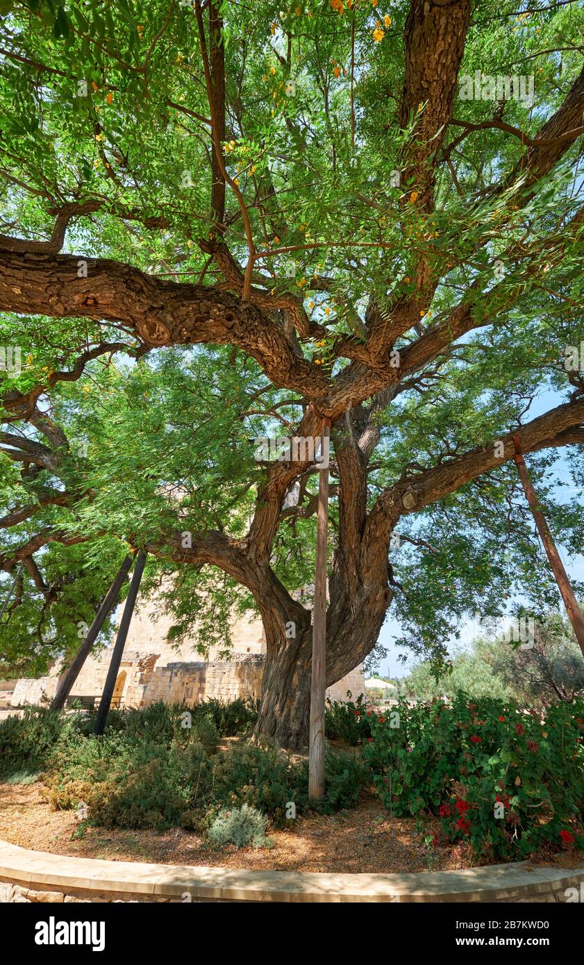 L'immense arbre de bois de rose Tipuana tipu, qui s'est construit au château de Kolossi. Kolossi. District de Limassol. Chypre Banque D'Images