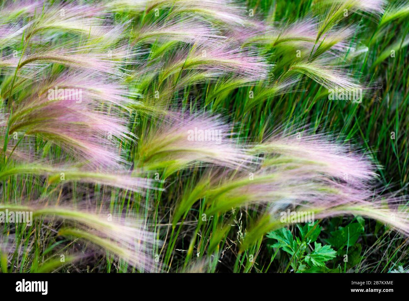 Herbe de tapis. Grass plume ou Grass aiguille, Nassella tenuissima Banque D'Images